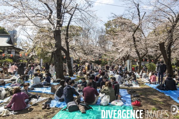 La floraison des cerisiers a tokyo