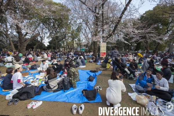 La floraison des cerisiers a tokyo