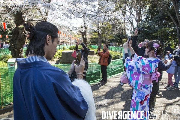 La floraison des cerisiers a tokyo