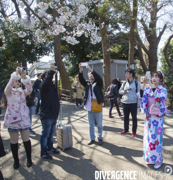 La floraison des cerisiers a tokyo