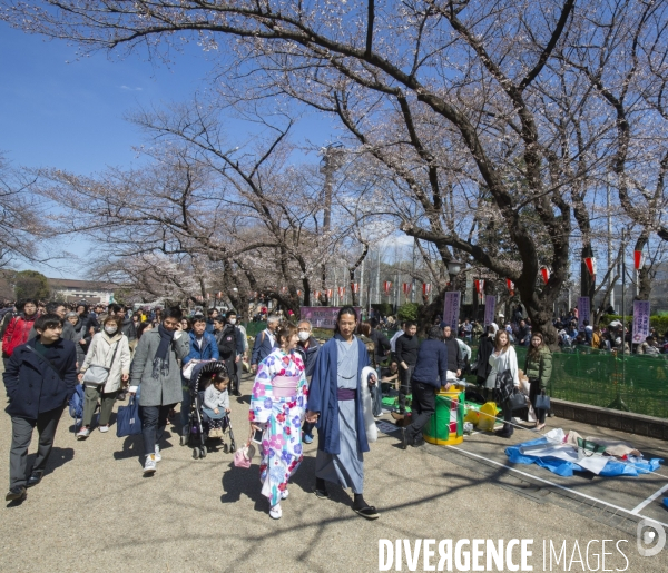 La floraison des cerisiers a tokyo