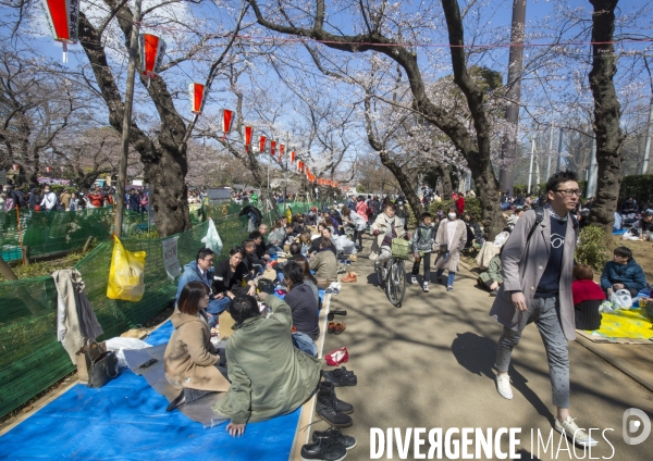 La floraison des cerisiers a tokyo
