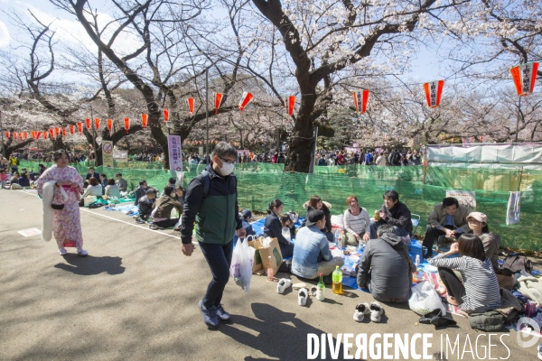 La floraison des cerisiers a tokyo