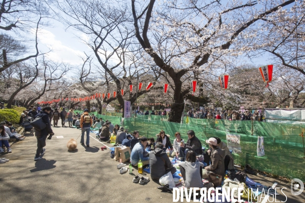 La floraison des cerisiers a tokyo