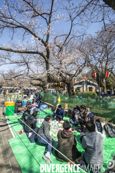 La floraison des cerisiers a tokyo