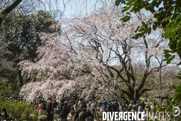 La floraison des cerisiers a tokyo