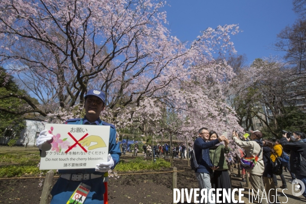 La floraison des cerisiers a tokyo