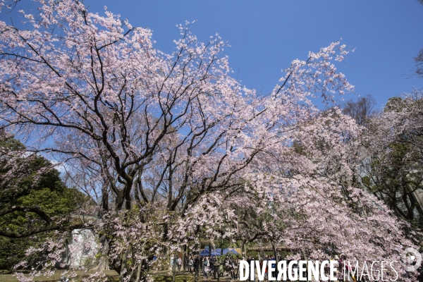 La floraison des cerisiers a tokyo