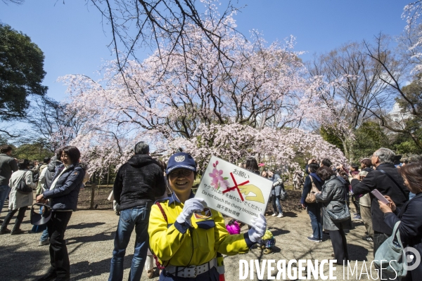 La floraison des cerisiers a tokyo