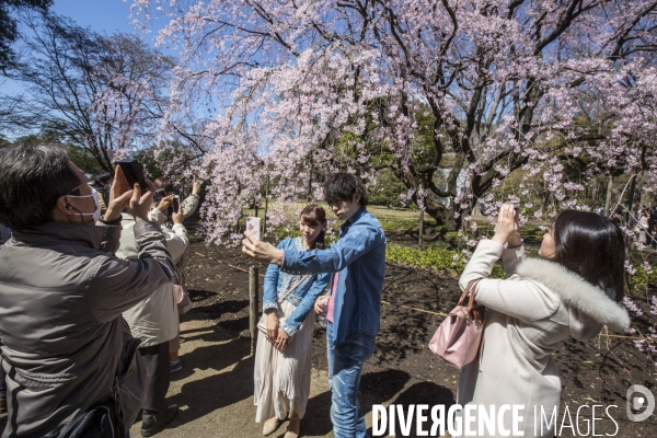 La floraison des cerisiers a tokyo