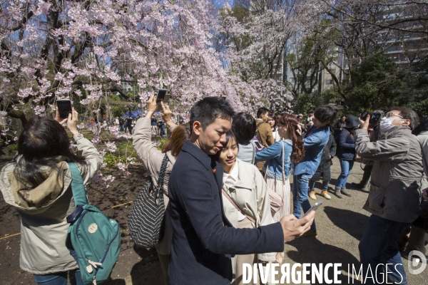 La floraison des cerisiers a tokyo