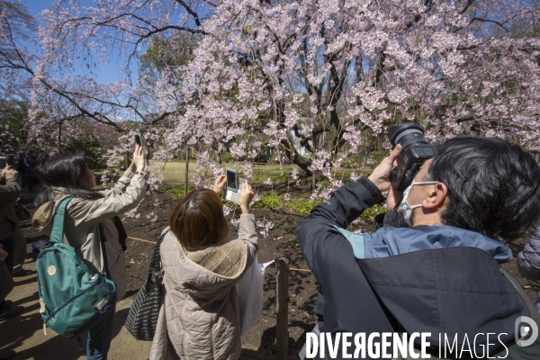 La floraison des cerisiers a tokyo