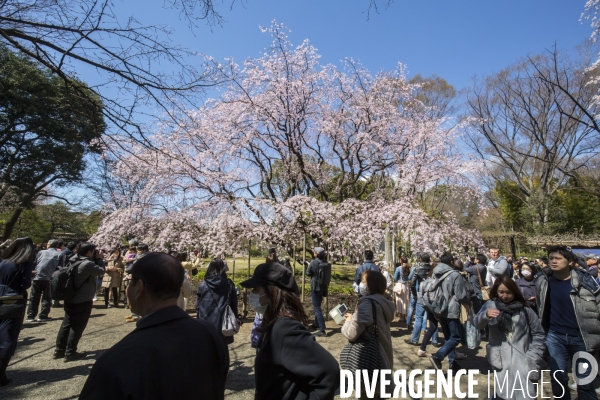 La floraison des cerisiers a tokyo
