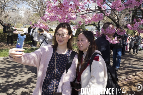 La floraison des cerisiers a tokyo