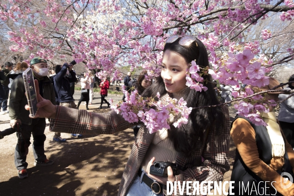 La floraison des cerisiers a tokyo