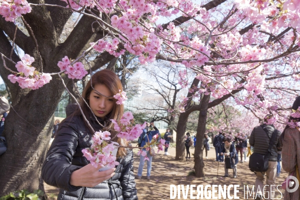 La floraison des cerisiers a tokyo