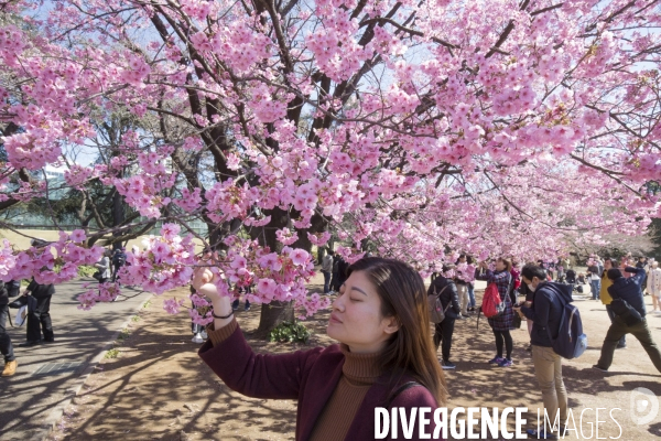 La floraison des cerisiers a tokyo