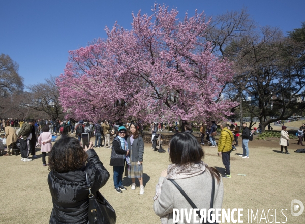 La floraison des cerisiers a tokyo