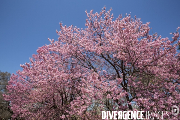 La floraison des cerisiers a tokyo
