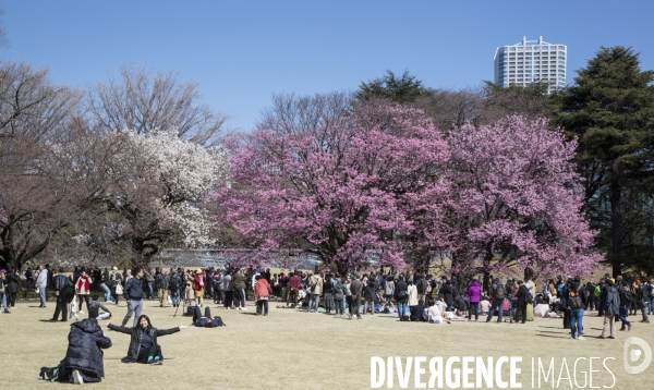 La floraison des cerisiers a tokyo