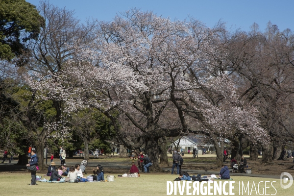 La floraison des cerisiers a tokyo