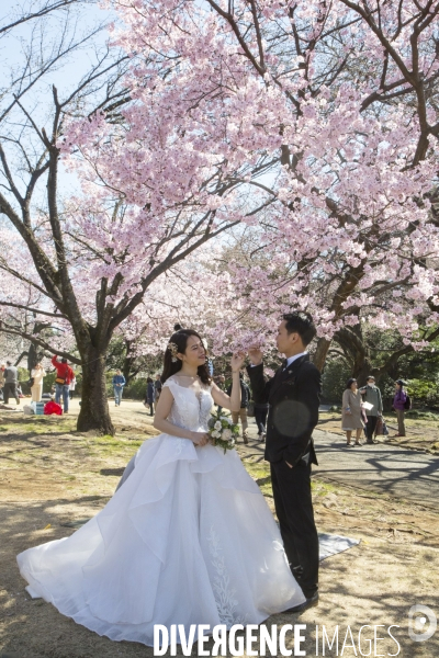 La floraison des cerisiers a tokyo