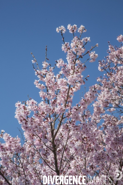La floraison des cerisiers a tokyo