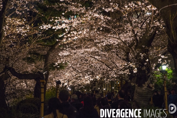 La floraison des cerisiers a tokyo