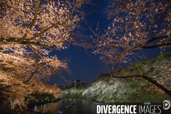 La floraison des cerisiers a tokyo
