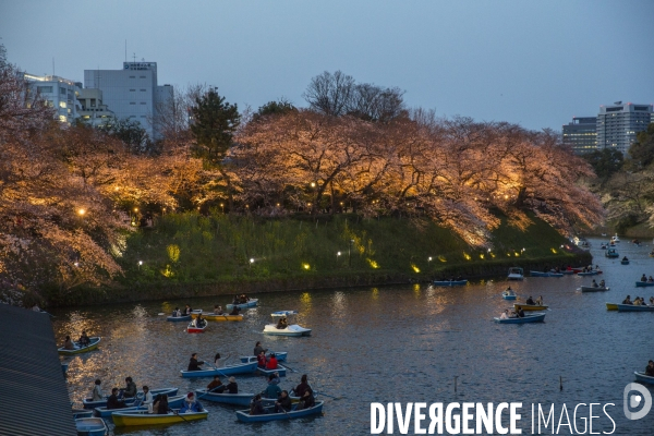 La floraison des cerisiers a tokyo