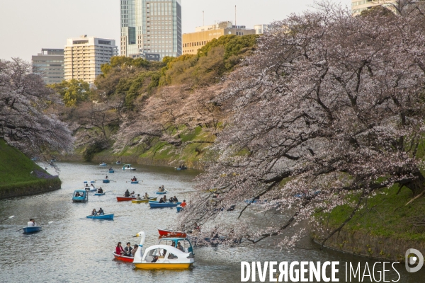 La floraison des cerisiers a tokyo