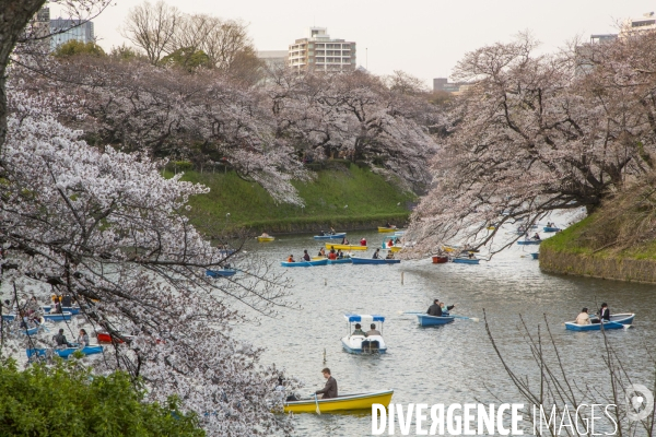 La floraison des cerisiers a tokyo