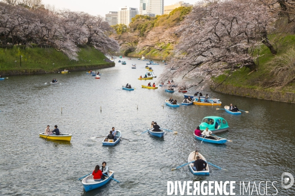 La floraison des cerisiers a tokyo