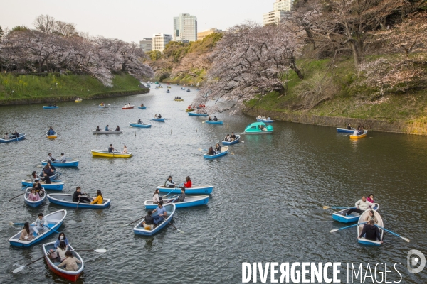 La floraison des cerisiers a tokyo