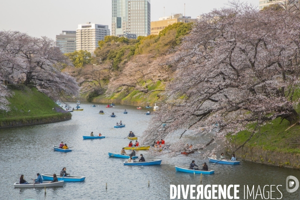 La floraison des cerisiers a tokyo
