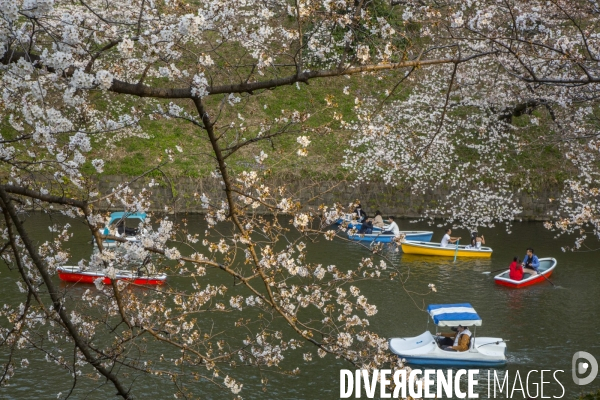 La floraison des cerisiers a tokyo