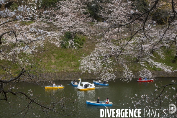 La floraison des cerisiers a tokyo