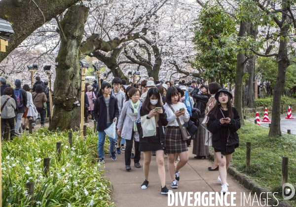 La floraison des cerisiers a tokyo