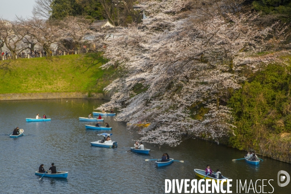 La floraison des cerisiers a tokyo