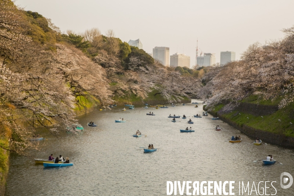 La floraison des cerisiers a tokyo