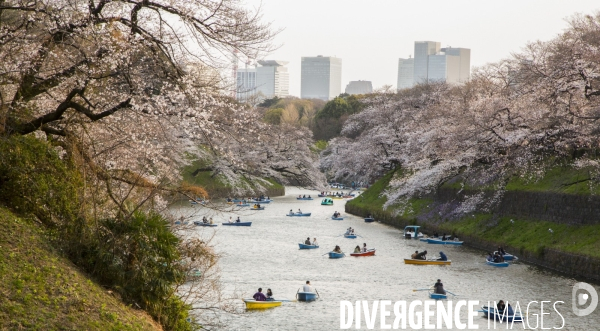 La floraison des cerisiers a tokyo