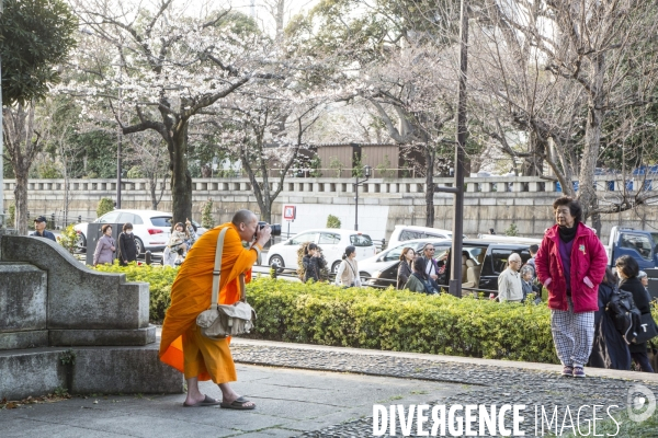 La floraison des cerisiers a tokyo