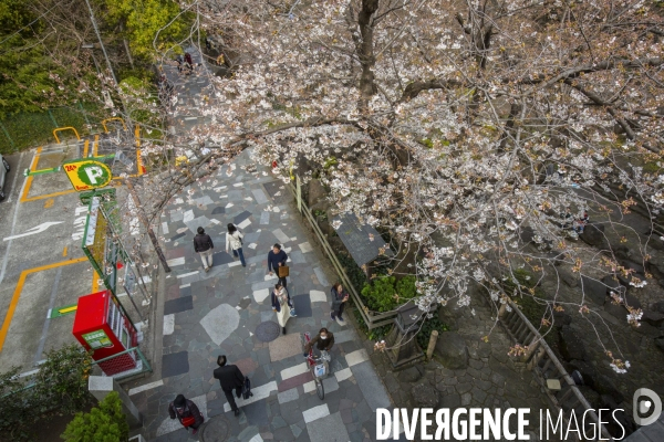 La floraison des cerisiers a tokyo