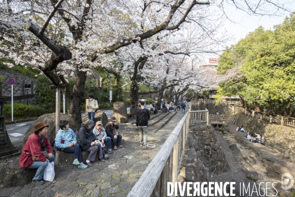 La floraison des cerisiers a tokyo