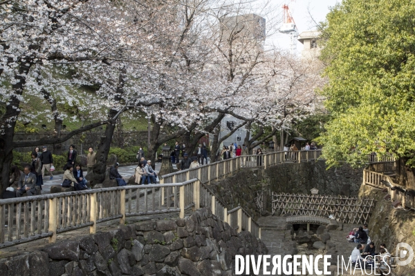 La floraison des cerisiers a tokyo