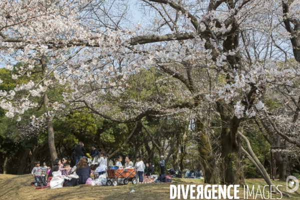 La floraison des cerisiers a tokyo