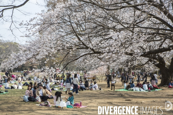 La floraison des cerisiers a tokyo