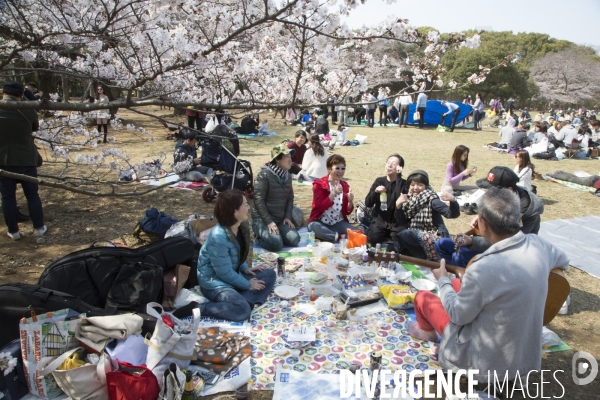 La floraison des cerisiers a tokyo