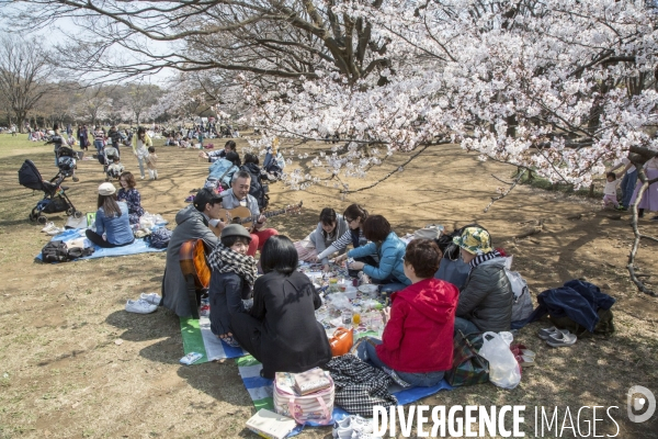 La floraison des cerisiers a tokyo