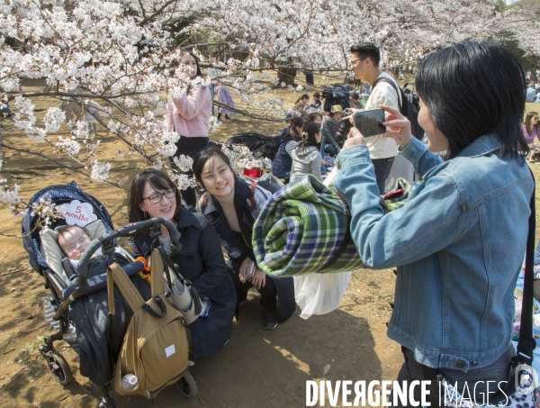 La floraison des cerisiers a tokyo